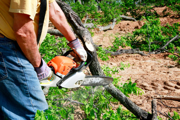 Trusted Five Points, FL Tree Care  Experts